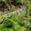 Plants: image 96 Of 208 Thumb